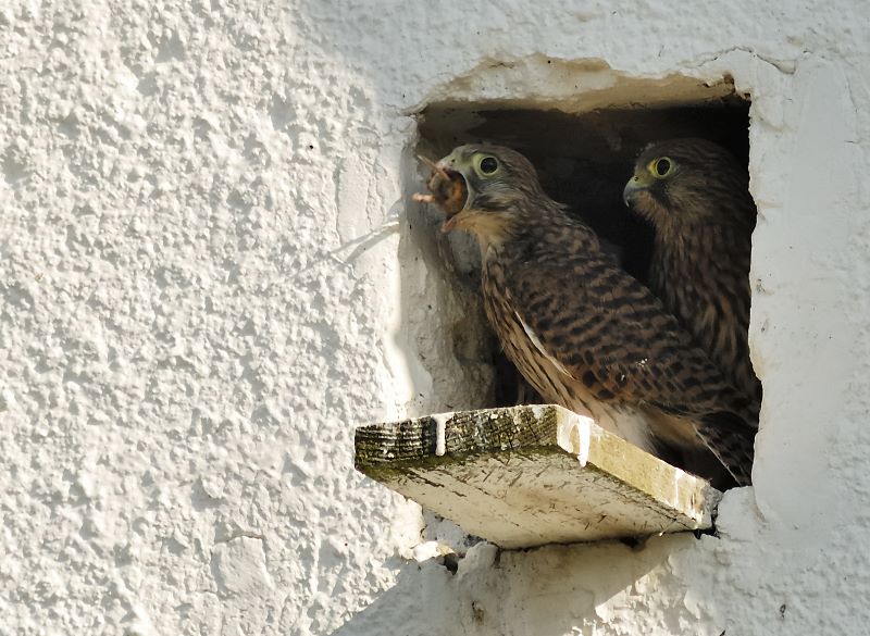 Turmfalke - Beute zu groß?